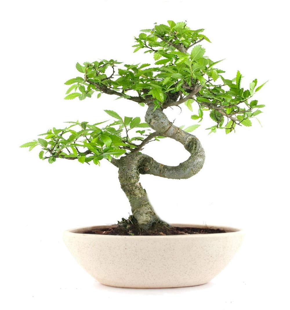 Abana homes bonsai liv