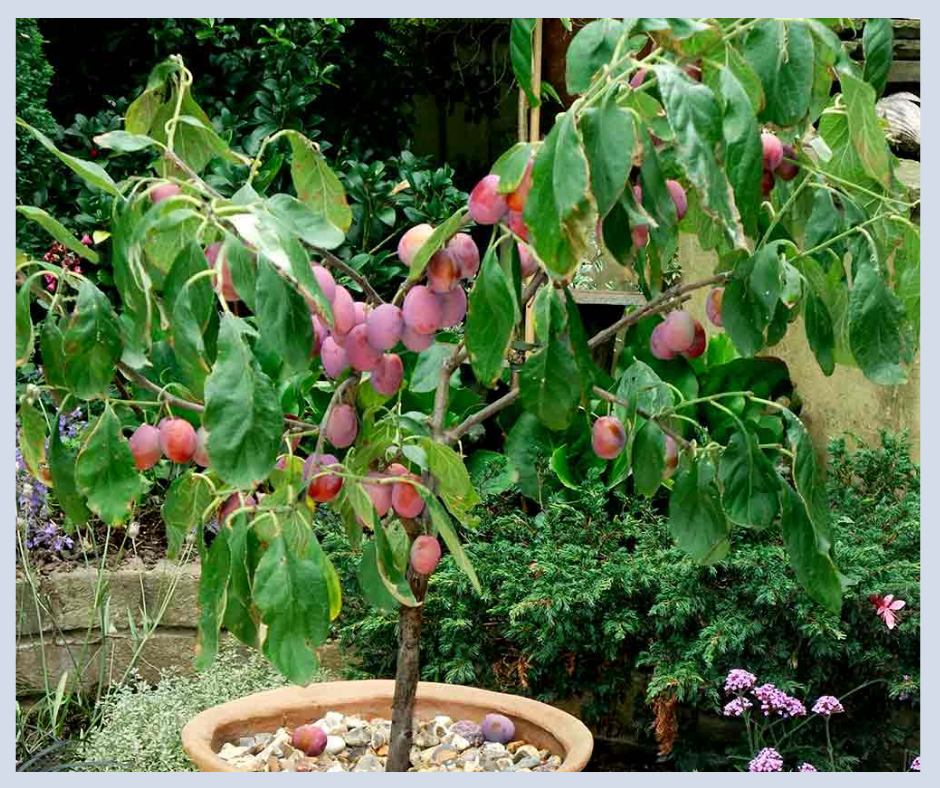 plum