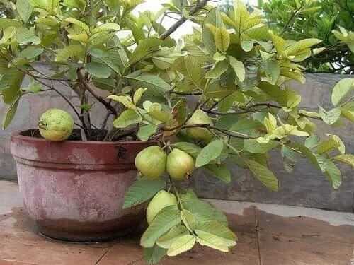 Guava