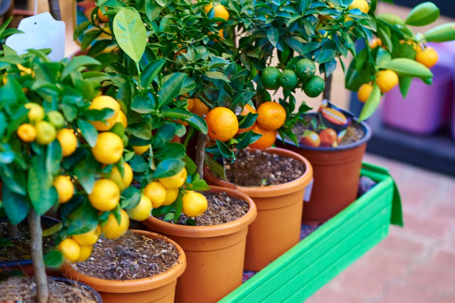 citrus