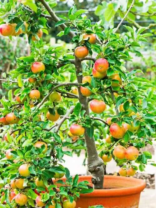 Fruits plants those can be grown in balcony 5