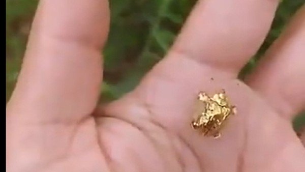 Golden tortoise2