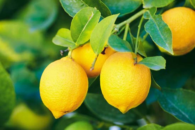 lemon farming