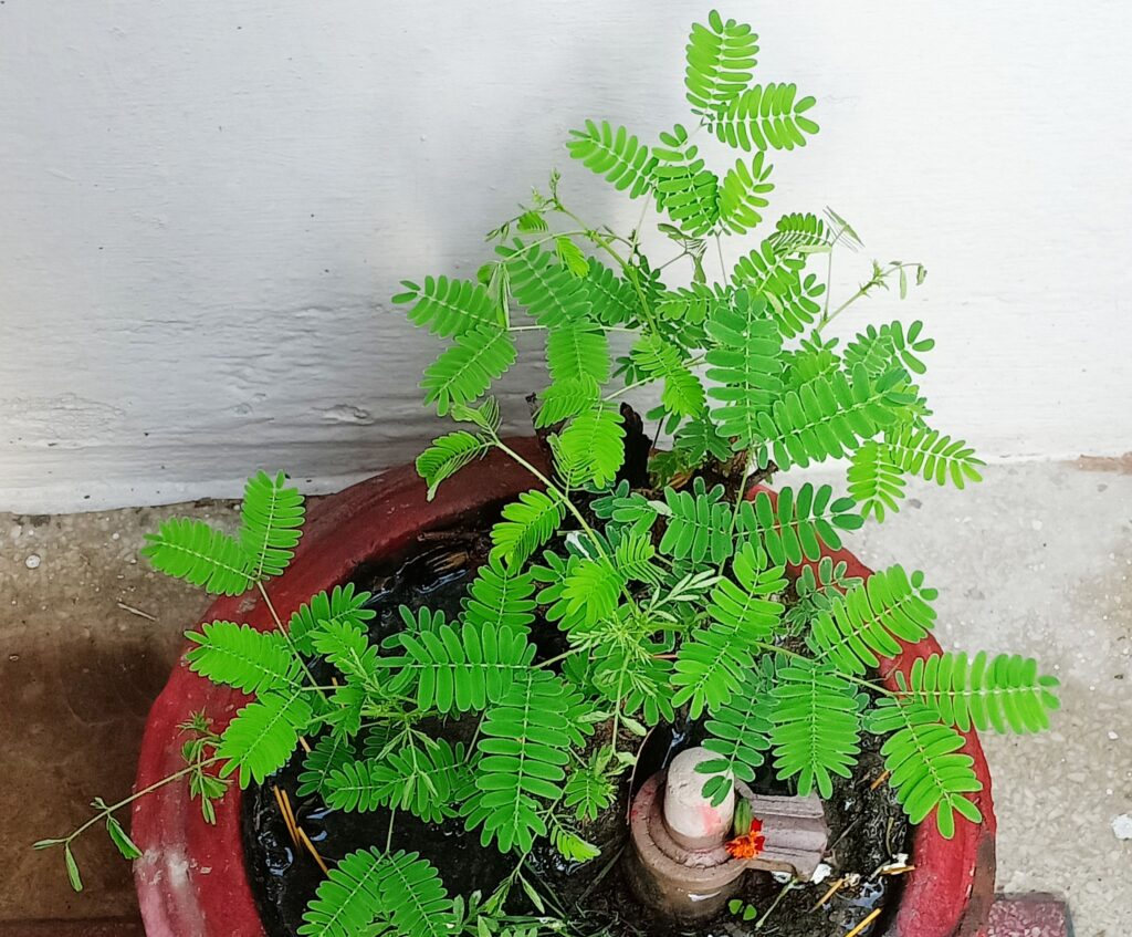 sami plant