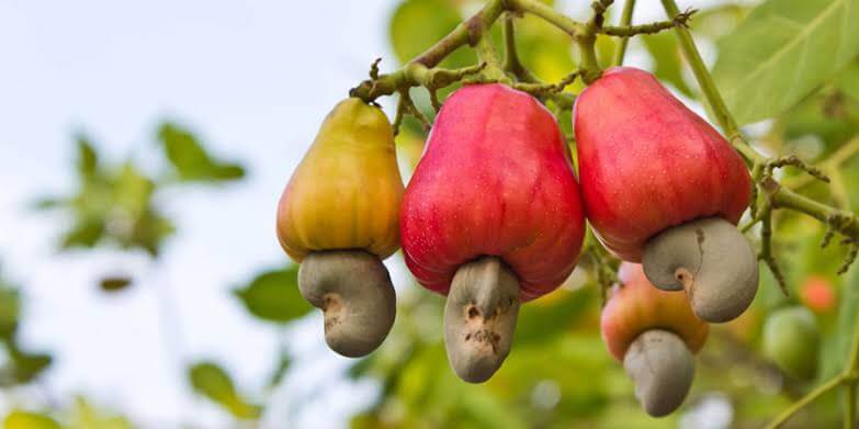 cashew farming