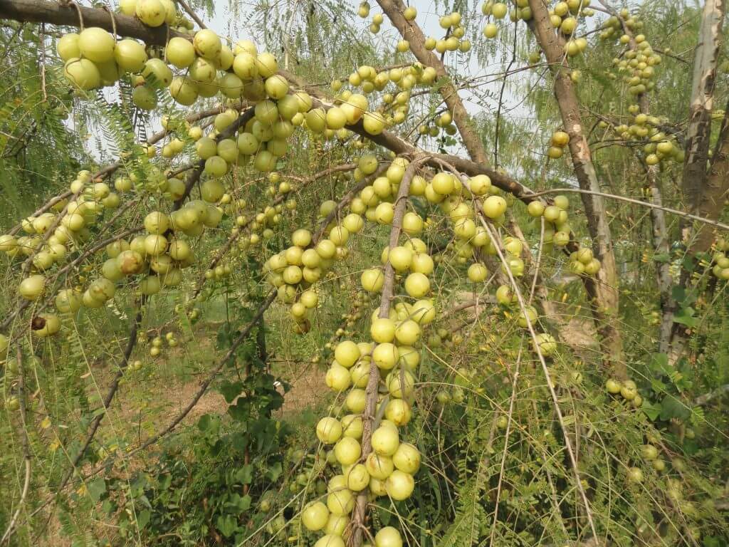 Amla plant tree