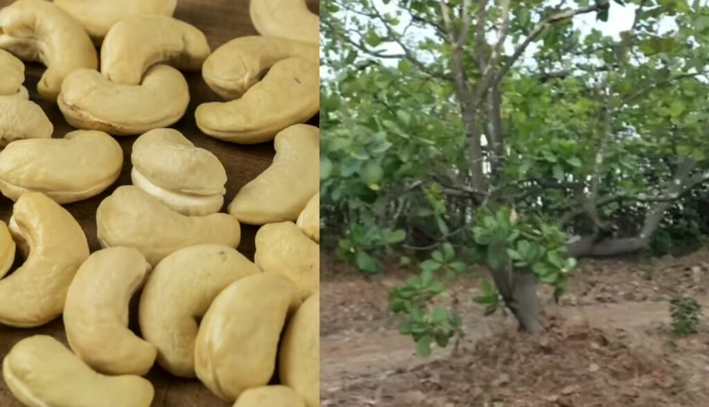 cashew farming mitti