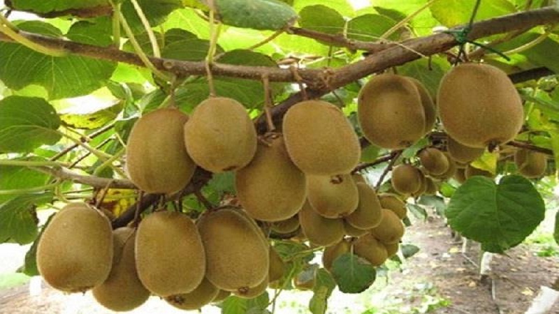 kiwi tree
