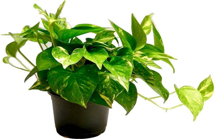 money plant