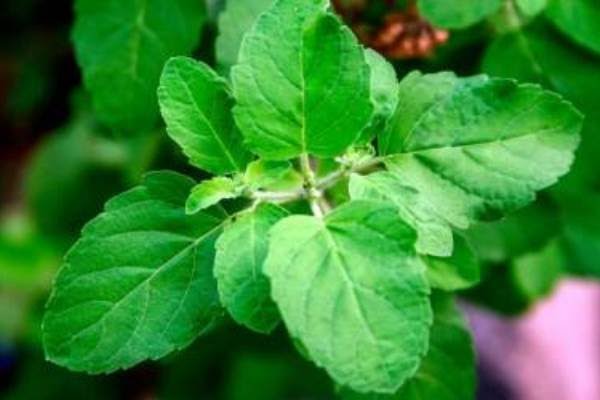 neem benefit powder