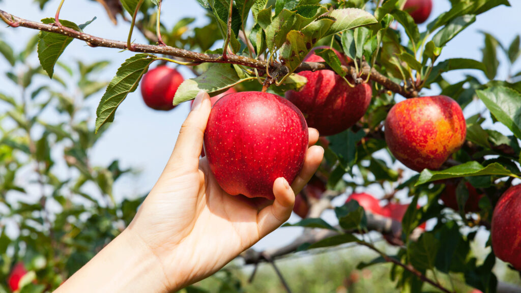 appple garden
