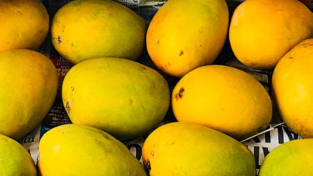Mango