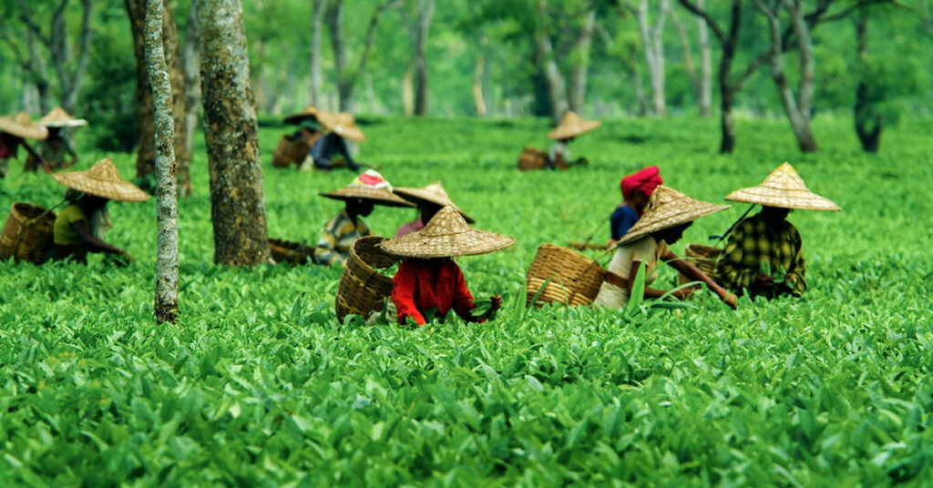tea business