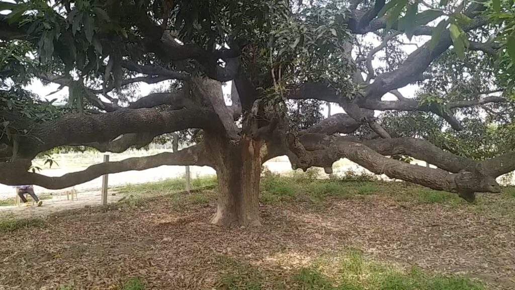 dessheri mango tree